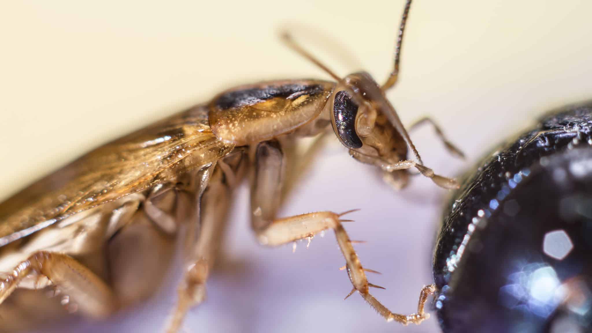Read more about the article Todo lo que Necesitas Saber sobre las Cucarachas Alemanas