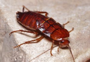 Read more about the article Todo lo que Necesitas saber sobre la Cucaracha Oriental y Formas de Combatir a estos Demonios
