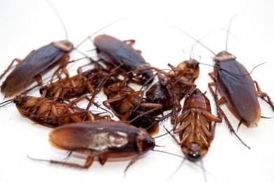 Cucarachas orientales muertas en el suelo