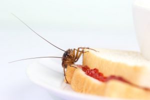 Read more about the article Todo lo que Necesitas Saber sobre las Cucarachas del Bebé 2018