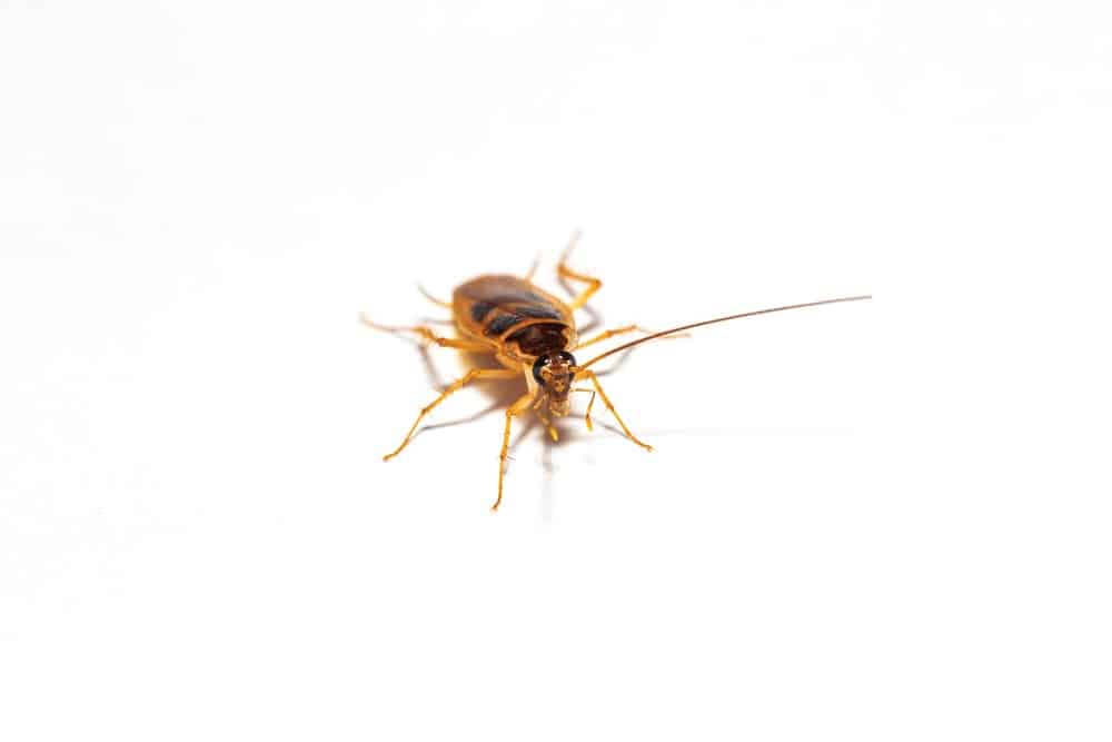Primer plano de una cucaracha