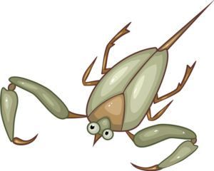 Dibujos animados escorpión agua en el fondo blanco