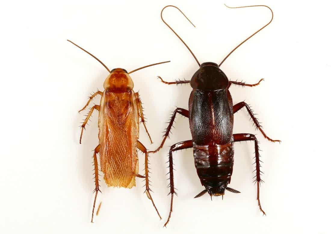 Read more about the article Las Mejores Formas de Identificación Eficaz de Bichos de Agua y Cucarachas