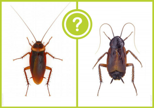 Read more about the article Bicho de Agua vs Cucaracha: una Guía Completa (4 Formas de Deshacerse de ellos)