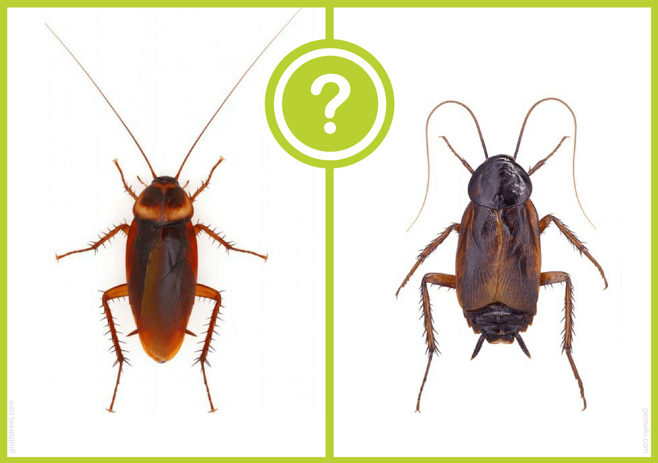 Read more about the article Bicho de Agua vs Cucaracha: una Guía Completa (4 Formas de Deshacerse de ellos)