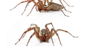 Read more about the article Cómo Identificar Arañas de Hobo y Tratar Mordeduras de Hobo