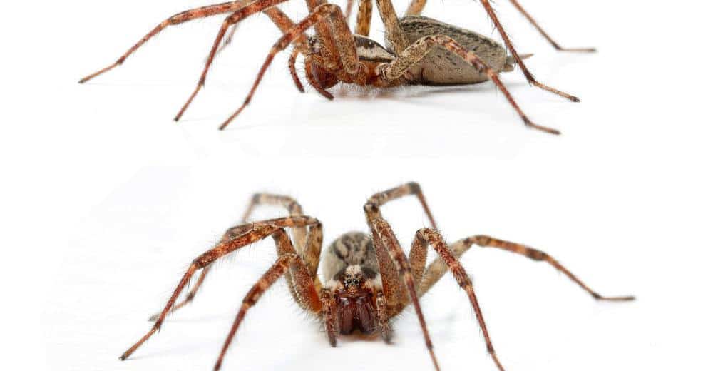 Read more about the article Cómo Identificar Arañas de Hobo y Tratar Mordeduras de Hobo