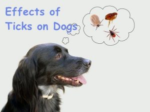 Read more about the article ¿Cuáles son los Efectos de las Garrapatas en los Perros?