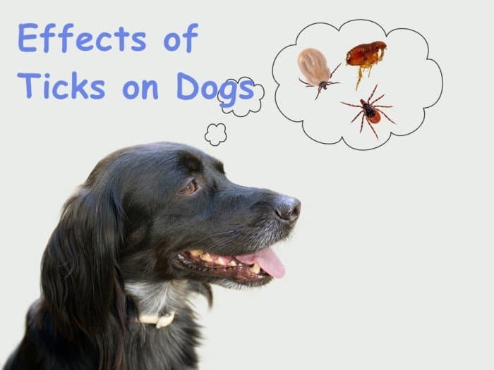 Read more about the article ¿Cuáles son los Efectos de las Garrapatas en los Perros?