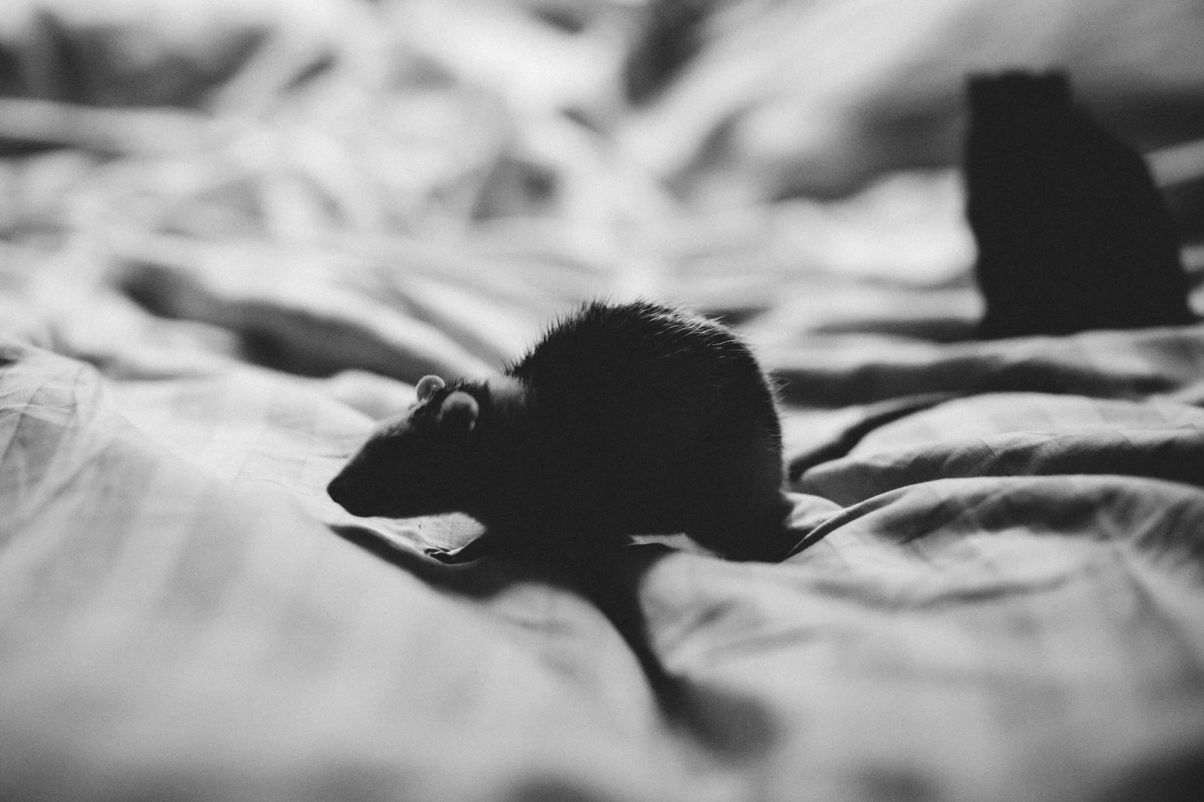 Read more about the article Cómo Mantener a los Ratones Alejados de su Cama