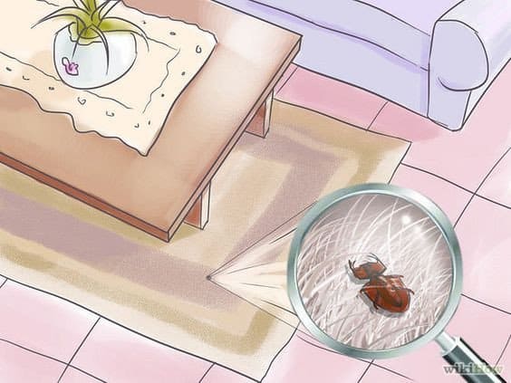 Read more about the article Alfombras Escarabajos: 8 Prevenciones y Cómo Deshacerse de Ellos