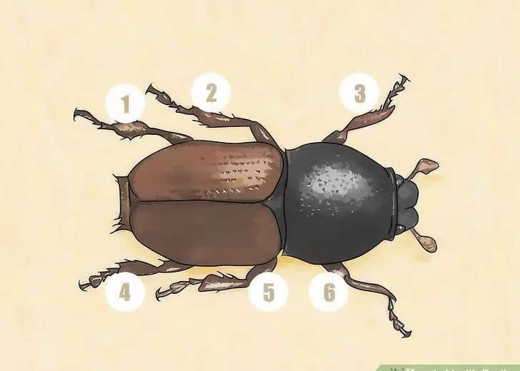 Read more about the article Escarabajos: 4 Consejos y 8 Pasos para Ayudarle a Identificarlos