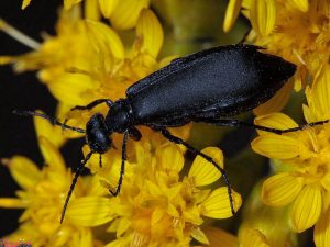 Read more about the article Escarabajo Ampolla — Tratamiento de Mordida de Escarabajo Ampolla
