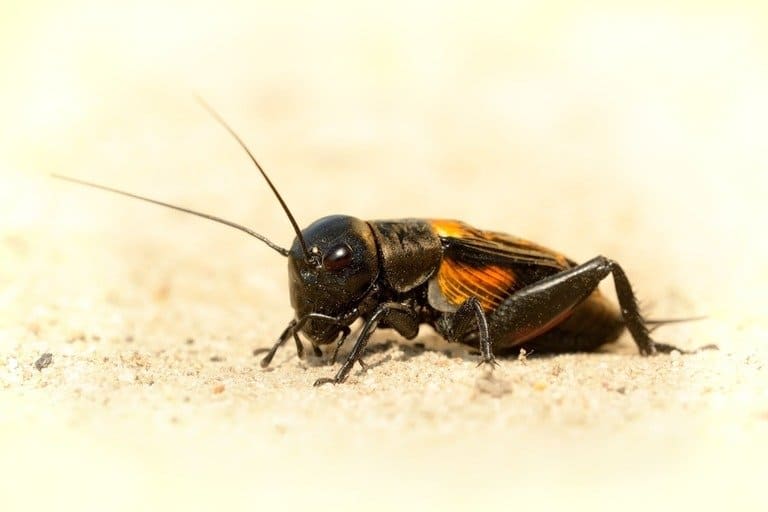 Read more about the article Escarabajos de las Pulgas: Todo lo que Necesitas Saber Sobre Esta Pequeña Criatura