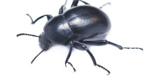Read more about the article Escarabajo Oscuro: Información Básica Más 5 Datos Divertidos y 3 Formas de Controlarlos