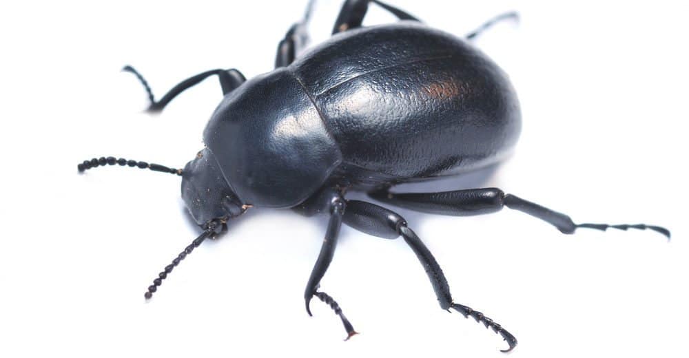 Read more about the article Escarabajo Oscuro: Información Básica Más 5 Datos Divertidos y 3 Formas de Controlarlos