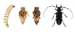 Read more about the article Escarabajo Longhorn: Ayuda a Detener al Escarabajo Asiatico de la Muerte de Más Árboles