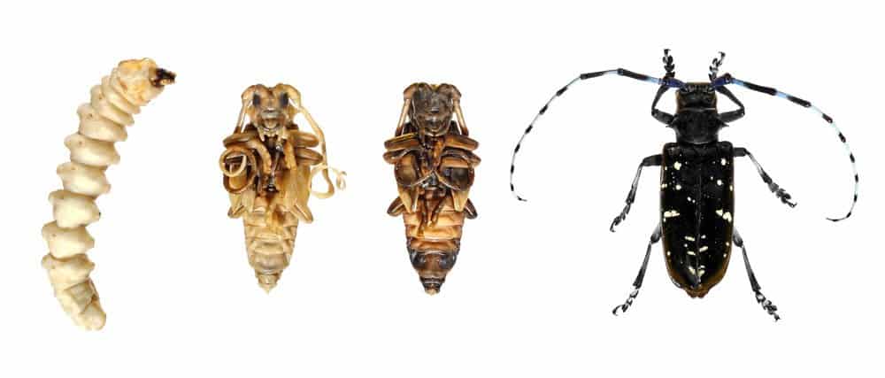 Read more about the article Escarabajo Longhorn: Ayuda a Detener al Escarabajo Asiatico de la Muerte de Más Árboles