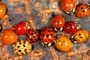 Mariquitas y escarabajos asiáticos