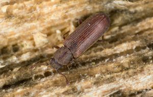 Read more about the article Control de Pólvora de Escarabajos de Forma Natural en Jardines （ 2019 ）