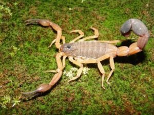 Read more about the article 10 Especies de Escorpión Más Comunes y Cómo Identificarlas