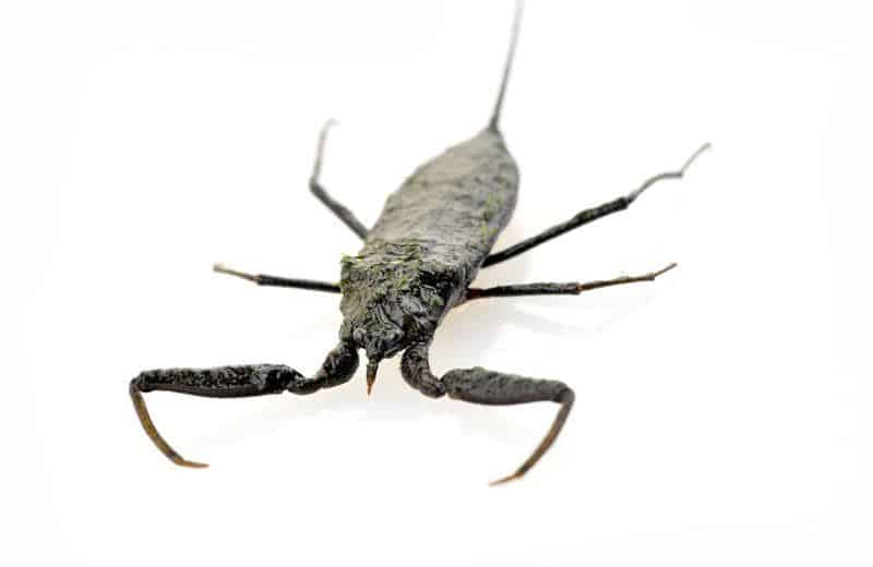 Read more about the article Escorpión de Agua: Hechos Generales y Cómo Lidiar con ellos