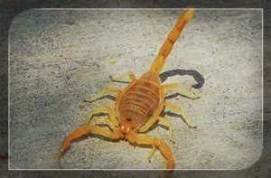 Escorpión de Corteza de Arizona