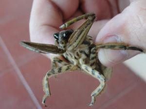 Mano sujetando un escorpión de agua gigante