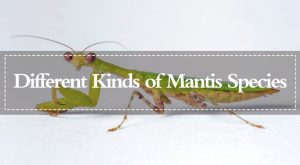 Read more about the article Mantis – Diferentes Tipos de Especies de Mantis (2018)