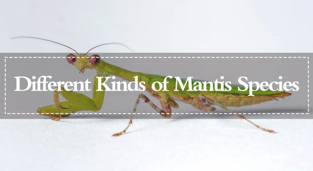 Read more about the article Mantis – Diferentes Tipos de Especies de Mantis (2018)