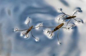 Read more about the article Peleadores de Agua: 8 Hechos Generales y Cómo Deshacerse de ellos