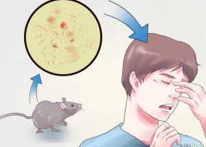 Read more about the article Lo que es la Fiebre de Mordedura de Rata: Peligros para los Seres Humanos, Síntomas y Tratamientos