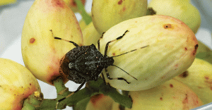 Read more about the article Insectos Apestosos 101: ¿Cómo son los Insectos Apestosos? (Más 8 Hechos)