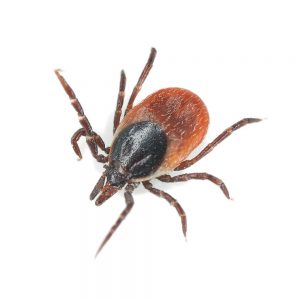 Read more about the article Los 10 Mejores Repelentes Naturales y Efectivos de Garrapatas que te Ayudan a Proteger a tus Hijos
