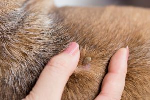 Read more about the article ¿Cuáles son los Síntomas de las Garrapatas en los Perros?