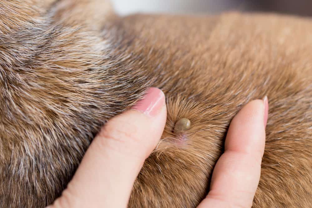 Read more about the article ¿Cuáles son los Síntomas de las Garrapatas en los Perros?