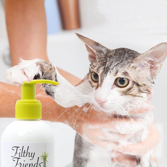Read more about the article Reseñas de la Mejor Pulga Champú para Gatos