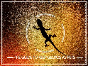 Read more about the article Cuidado de Gecko — La Guía Completa para Mantener Geckos como Mascotas