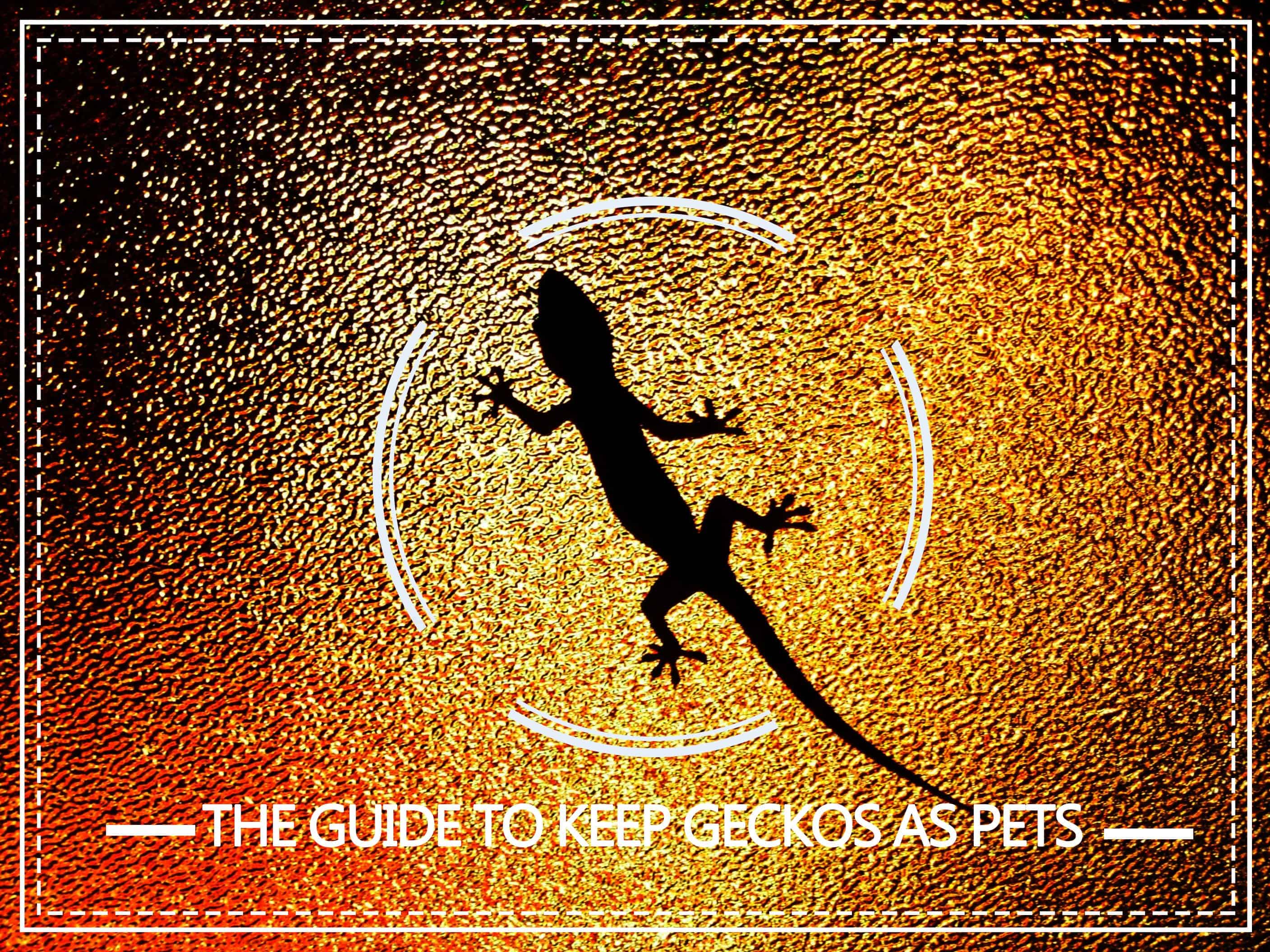 Read more about the article Cuidado de Gecko — La Guía Completa para Mantener Geckos como Mascotas