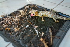 Read more about the article Cómo Atrapar un Lagarto Sin la Mano: 2 Métodos Secuenciales Más Otras Sugerencias