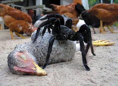 Read more about the article 7 Datos Divertidos Sobre el Goliat Pájaro Comiendo Araña