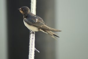 Read more about the article Golondrina: Guía Completa y 3 Repelentes Eficientes (4 maneras de deshacerse de las golondrinas de granero)
