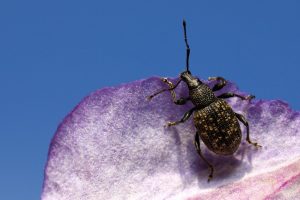 Read more about the article ¿Cómo Prevenir los Gorgojos de Vid Negra y Proteger tus Plantas de Jardín?
