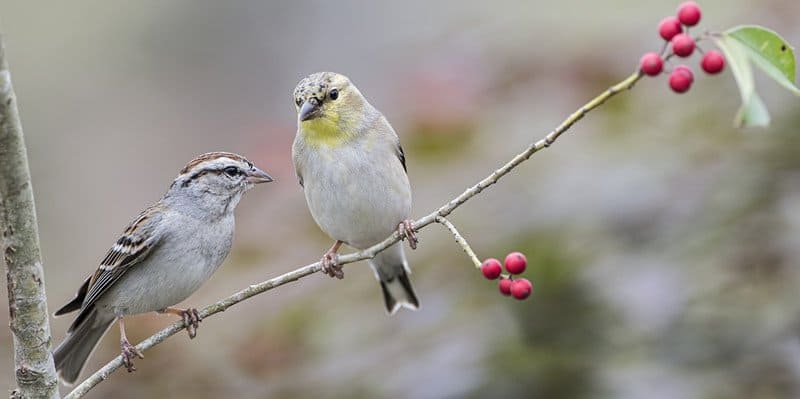 Read more about the article Chispeo de Espantapájaros: 9 Datos Interesantes le Ayudan a Conocerlos a Todos