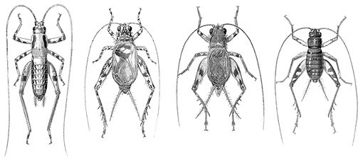 Read more about the article Datos Interesantes Sobre el Insecto Grillo: 10 Respuestas Rápidas, 7 Preguntas y Respuestas