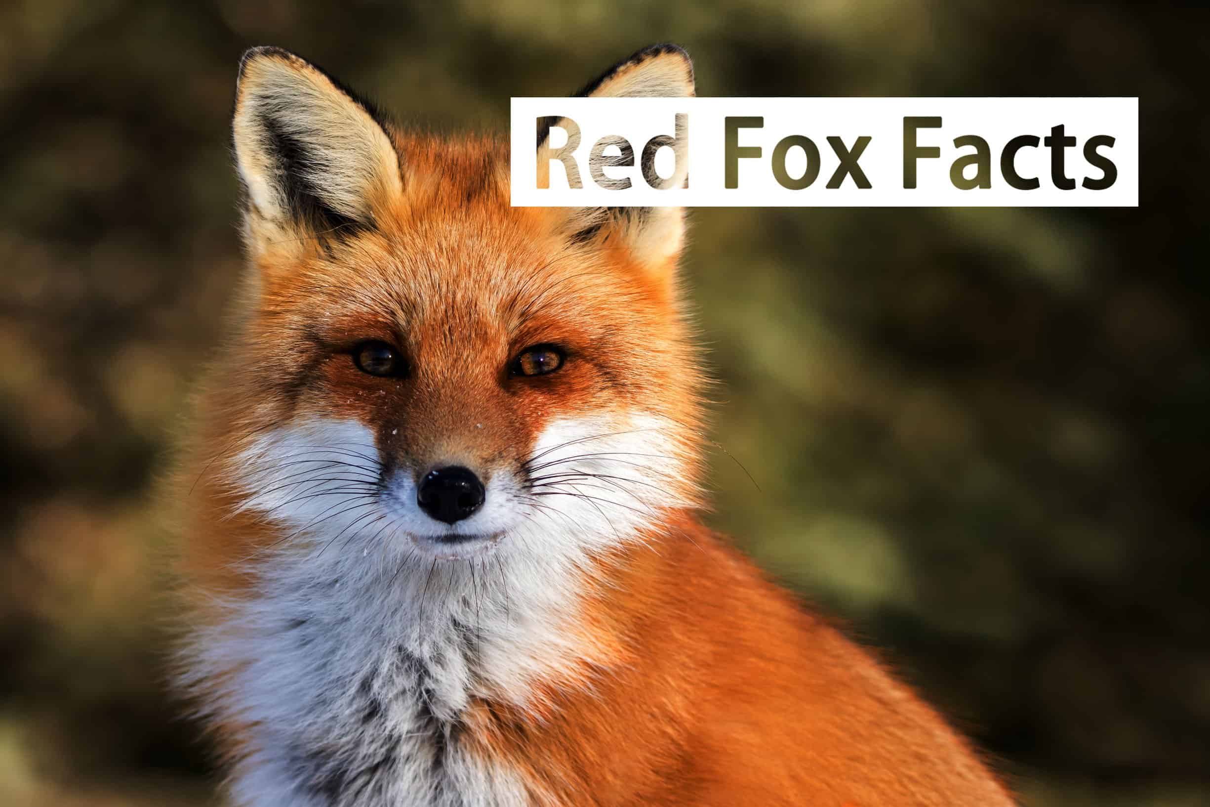 Read more about the article Zorro Rojo — 29 Datos Interesantes del Zorro Rojo Poderoso