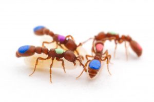Read more about the article Daño, Detección y Prevención de Hormigas