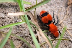 Read more about the article 10 Consejos para Controlar las Hormigas de Terciopelo Rojo (Infestar a tu Hogar)
