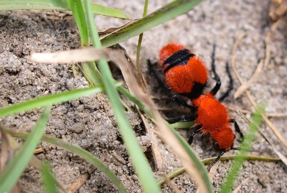 Read more about the article 10 Consejos para Controlar las Hormigas de Terciopelo Rojo (Infestar a tu Hogar)