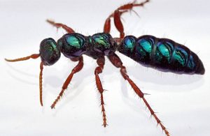 Read more about the article Hormiga Azul: A Pesar de su Nombre, no una Hormiga en Absoluto (2 Formas Eficaces de Controlar)